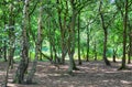 A wide sunlit footpath passes between oak and silver birch trees in Sherwood Forest Royalty Free Stock Photo