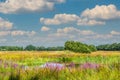 Wide swamp landscape in the stream valley of Rolder Diep, part of Drentse Aa with wild vegetation Royalty Free Stock Photo