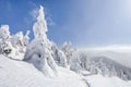 The wide trail. Beautiful landscape in the cold winter morning. Christmas forest. Location Carpathian, Ukraine, Europe.