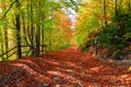 The wide trail covered with fallen leaves.