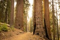 Wide Trail Cuts Through Multiple Sequoia Trees Royalty Free Stock Photo