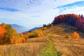 The wide trail leads to the beautiful golden forest.