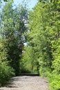 Wide trail through lush forest Royalty Free Stock Photo