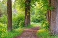 Wide trail of tall trees