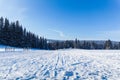 Wide trail in the winter forest under the blue sky