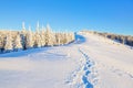 Wide trampled path leads trough the glade to the forest covered with snow.