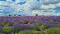 Wide and unusual fields of lavender blooming in bright lilac color in the middle of summer Royalty Free Stock Photo