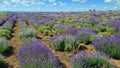 Wide and unusual fields of lavender blooming in bright lilac color in the middle of summer Royalty Free Stock Photo
