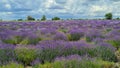 Wide and unusual fields of lavender blooming in bright lilac color in the middle of summer Royalty Free Stock Photo