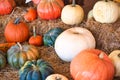 A variety of different pumpkins on hay bales. Royalty Free Stock Photo