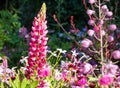 Mixed border of pink flowers in the garden at Chateau de Chaumont in the Loire Valley, France. Royalty Free Stock Photo