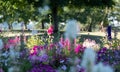 Mixed border of pink flowers in the garden at Chateau de Chaumont in the Loire Valley, France. Royalty Free Stock Photo