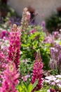 Mixed border of pink flowers in the garden at Chateau de Chaumont in the Loire Valley, France. Royalty Free Stock Photo