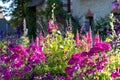 Mixed border of pink and purple flowers in the garden at Chateau de Chaumont in the Loire Valley, France. Royalty Free Stock Photo