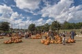 Wide variety of pumpkins decoration at local farm in Texas, Amer Royalty Free Stock Photo