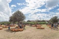 Wide variety of pumpkins decoration at local farm in Texas, Amer