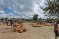 Wide variety of pumpkins decoration at local farm in Texas, Amer Royalty Free Stock Photo