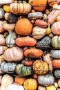 A wide Variety of Pumpkins on display at the The Dallas Arboretum and Botanical Garden