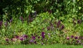 Mixed border of purple flowers in the garden at Chateau de Chaumont in the Loire Valley, France. Royalty Free Stock Photo
