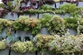 Wide variety of succulents on a garden wall