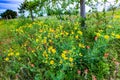 A Wide Variety of Texas Wildflowers