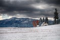 Wide View of an Aged Winter White Barn Royalty Free Stock Photo