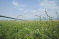 A wide view of the alfalfa field on the farm Royalty Free Stock Photo
