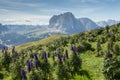 Wide view of an alpine valley among the Dolomites in Val Gardena Sassolungo mount in the background