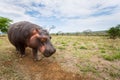 Wide view of baby hippo grazing through an African game park