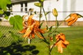 Wide view of a blooming Tiger Lily Royalty Free Stock Photo