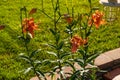 Wide view of a blooming Tiger Lily Royalty Free Stock Photo