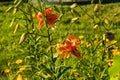 Wide view of a blooming Tiger Lily Royalty Free Stock Photo
