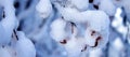 Wide view branches of apple tree with red apples under a thick layer of snow, winter landscape