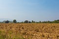 Wide view corn field affected by drought Royalty Free Stock Photo