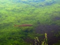 Wide view of a cutthroat trout cruising in a yellowstone lake