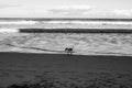 Wide view of dog on beach