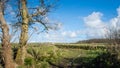 Wide view on Dutch landscape with sheep, meadow and cloudy skies Royalty Free Stock Photo