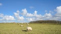 Wide view on Dutch landscape with sheep, meadow and cloudy skies Royalty Free Stock Photo