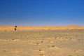 Wide view of the edge of the desert