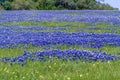 A Wide View of a Field Blanketed with the Famous Texas Bluebonnet