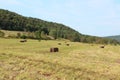 Wide view of field dotted with rectangular hay bales