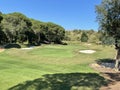 Wide view of golf green surrounded by trees Royalty Free Stock Photo