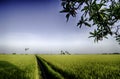 Wide view green paddy field with blue sky, water canal and sunny day Royalty Free Stock Photo