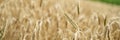 Wide view image of a delicate golden ear of wheat growing in ripening wheat field Royalty Free Stock Photo