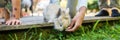 Wide view image of a hand of a child feeding pet baby rabbit Royalty Free Stock Photo