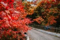 Wide View of a Paved Road Passing Under Brilliantly Red Autumn Maple Tree Branches Royalty Free Stock Photo