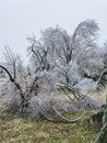 Trees in a residential backyard bent and broken under heavy ice storm damage Royalty Free Stock Photo