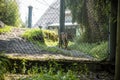 Wide view of a Sumatran tiger pacing about its zoo habitat outdoors