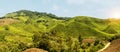 Wide view of tea plantation at Cameron Highland, Malaysia Royalty Free Stock Photo