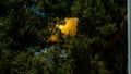 Temple Mountain, Jerusalem, Israel, mountain Moriah, view through trees. Royalty Free Stock Photo